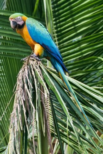 Conheça a arara-canindé, uma das aves mais exuberantes de Cáceres-MT. Descubra suas cores, hábitos, curiosidades e onde observar essa joia no Pantanal!