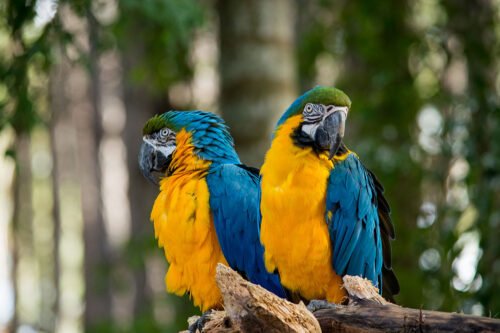 Conheça a arara-canindé, uma das aves mais exuberantes de Cáceres-MT. Descubra suas cores, hábitos, curiosidades e onde observar essa joia no Pantanal!