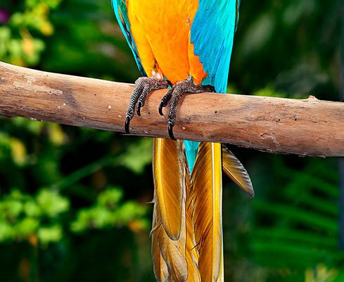 Conheça a arara-canindé, uma das aves mais exuberantes de Cáceres-MT. Descubra suas cores, hábitos, curiosidades e onde observar essa joia no Pantanal!