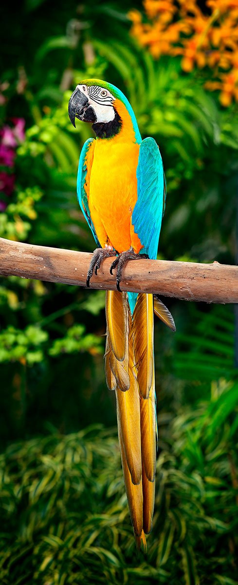 Conheça a arara-canindé, uma das aves mais exuberantes de Cáceres-MT. Descubra suas cores, hábitos, curiosidades e onde observar essa joia no Pantanal!