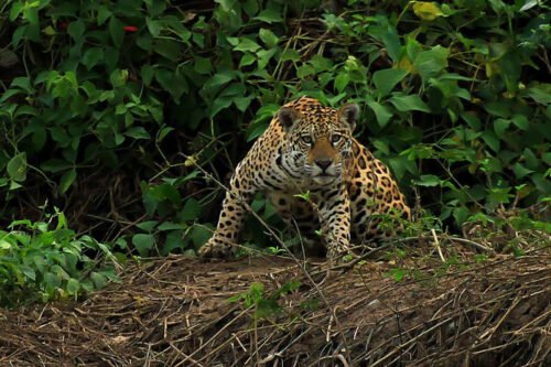 Onde Ver a Onça-Pintada no Pantanal? Conheça o Turismo de Observação e a Força do Onçafari. Onde Ver a Onça-Pintada no Pantanal? Conheça o Turismo de Observação e a Força do Onçafari