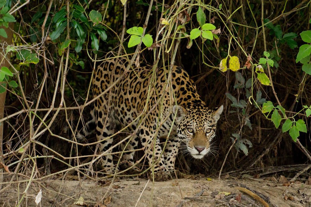 Onde Ver a Onça-Pintada no Pantanal? Conheça o Turismo de Observação e a Força do Onçafari