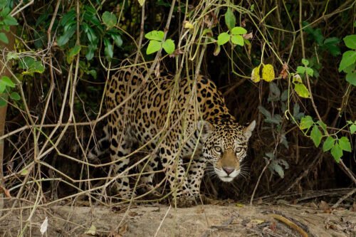 Onde Ver a Onça-Pintada no Pantanal? Conheça o Turismo de Observação e a Força do Onçafari. Onde Ver a Onça-Pintada no Pantanal? Conheça o Turismo de Observação e a Força do Onçafari