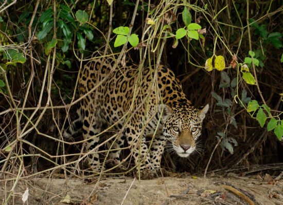 Onde Ver a Onça-Pintada no Pantanal? Conheça o Turismo de Observação e a Força do Onçafari